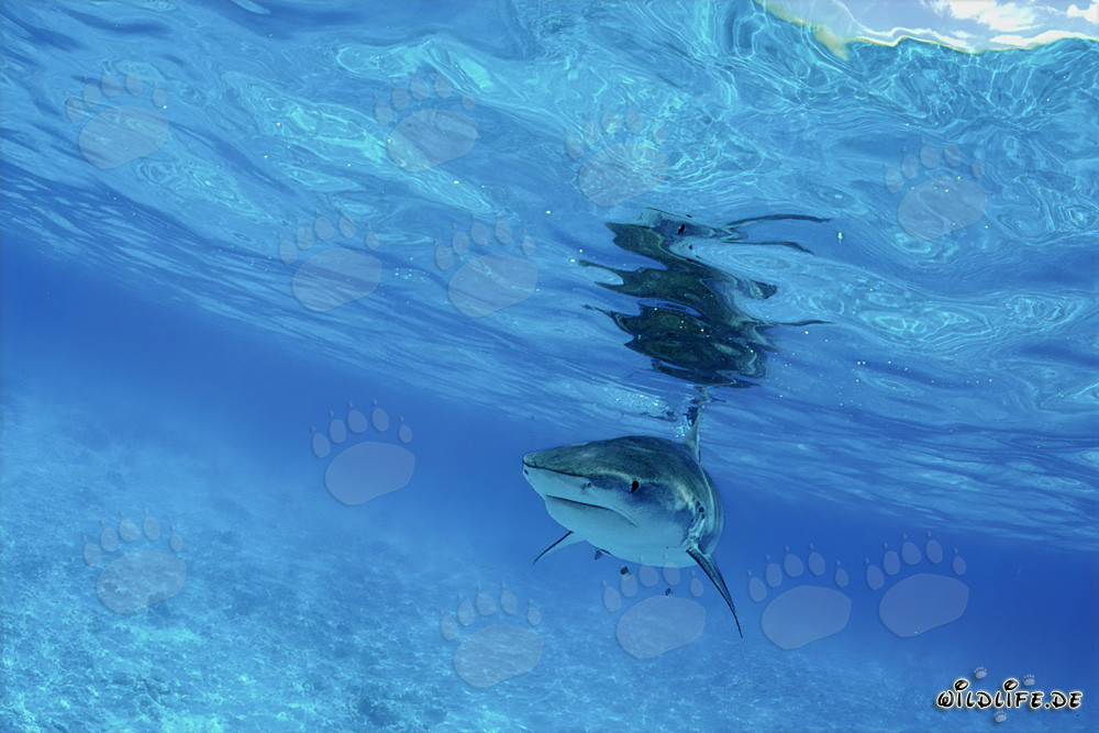 Grand requin tigre (Galeocerdo cuvier) impressionnant dans les eaux des îles hawaïennes