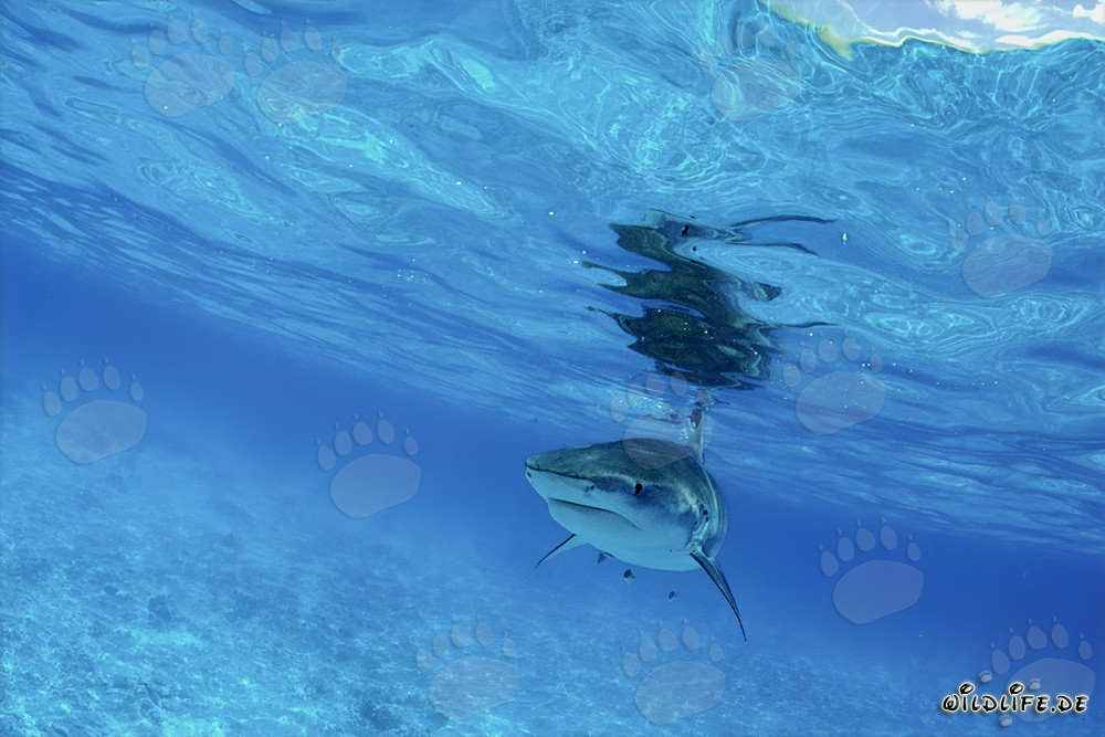 Imponente squalo tigre (Galeocerdo cuvier) nelle acque delle isole hawaiane