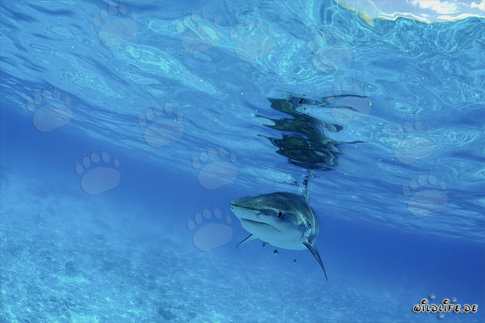 Impressive Tiger Shark (Galeocerdo cuvier) in the waters of the Hawaiian Islands