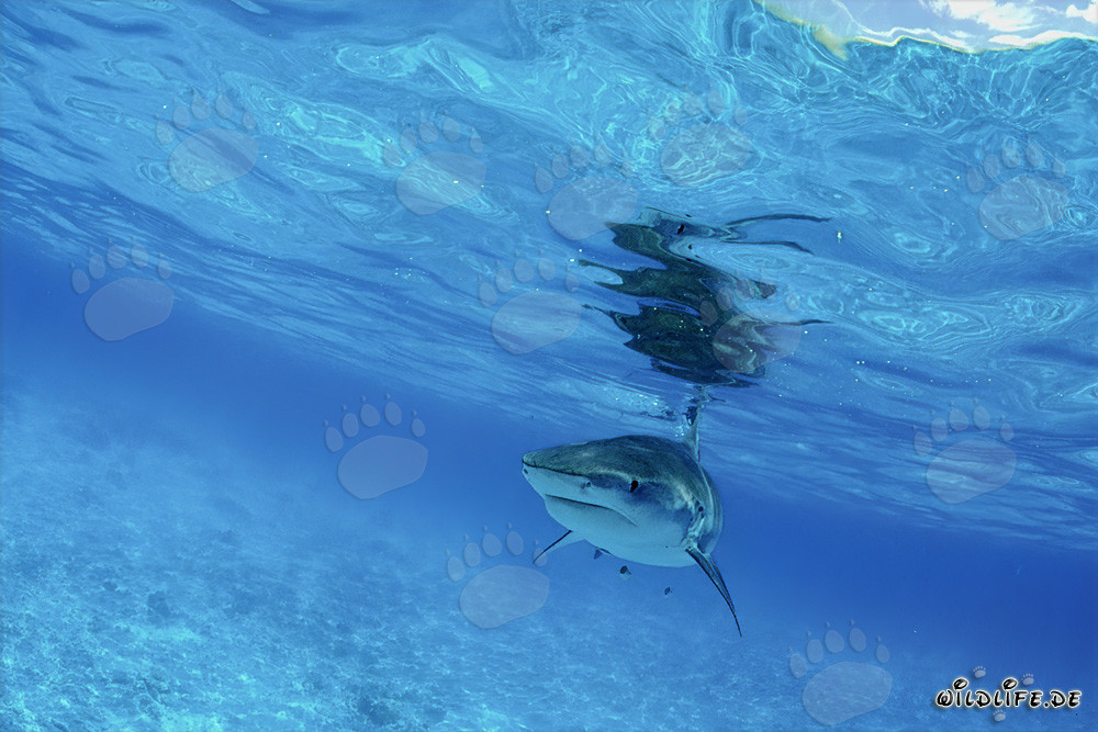 Imposanter Tigerhai (Galeocerdo cuvier) in den Gewässern der Hawaiian Islands