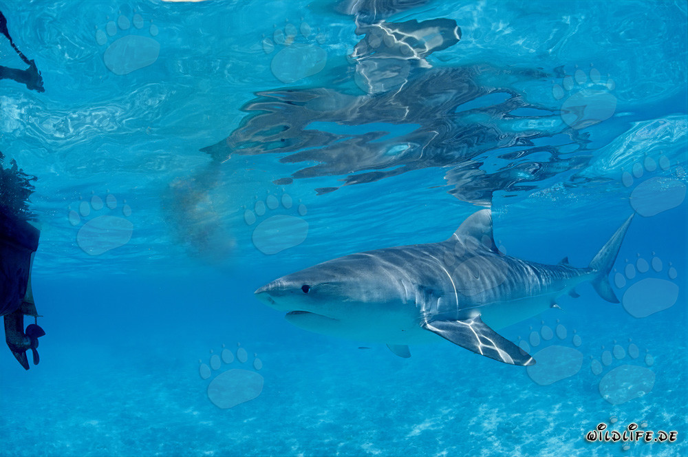Requin tigre curieux (Galeocerdo cuvier) explore les eaux des îles hawaïennes