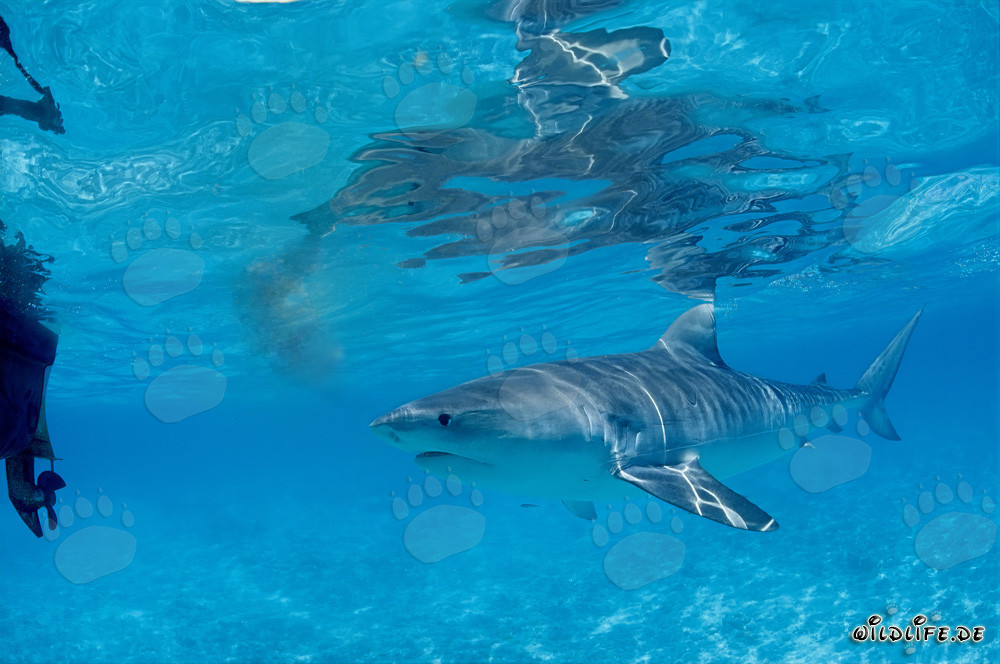Squalo tigre curioso (Galeocerdo cuvier) esplora le acque delle Isole Hawaii