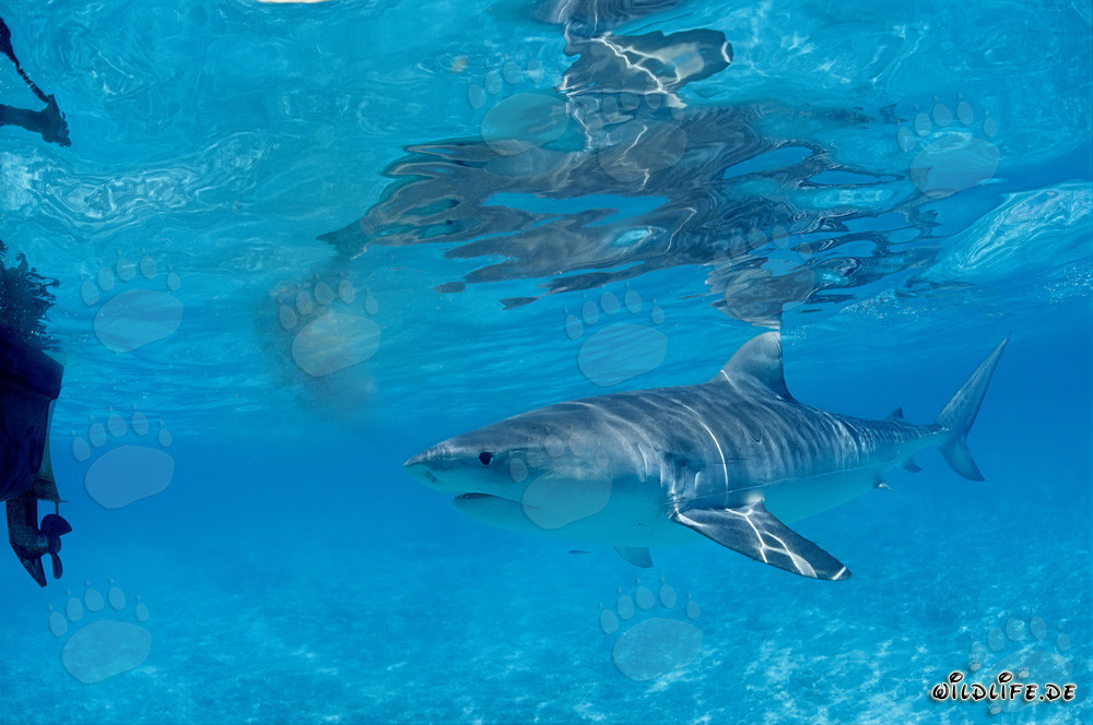 Tiburón tigre curioso (Galeocerdo cuvier) explora las aguas de las Islas Hawái