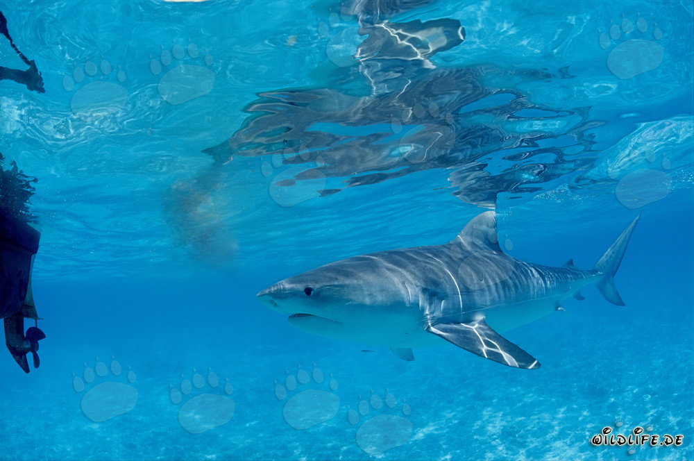 Curious Tiger Shark (Galeocerdo cuvier) exploring the waters of the Hawaiian Islands