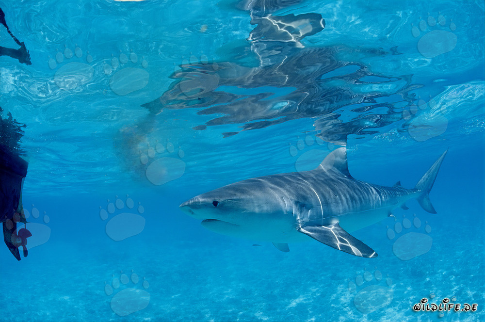 Neugieriger Tigerhai (Galeocerdo cuvier) erkundet die Gewässer der Hawaiian Islands