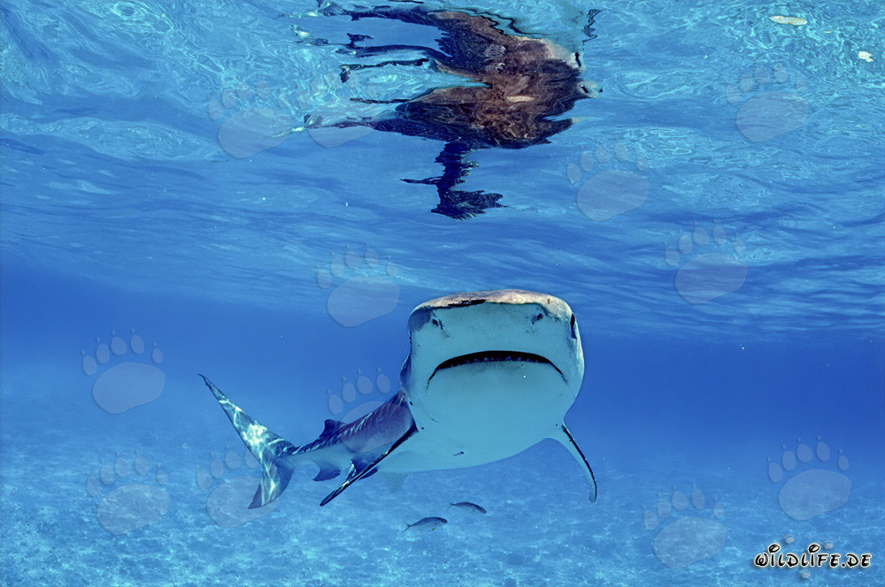 Requin-tigre fascinant - Maître des mers