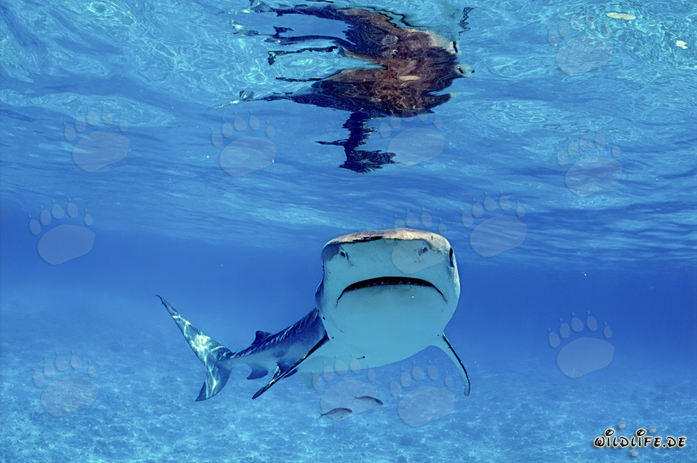 Fascinating Tiger Shark - Master of the Seas