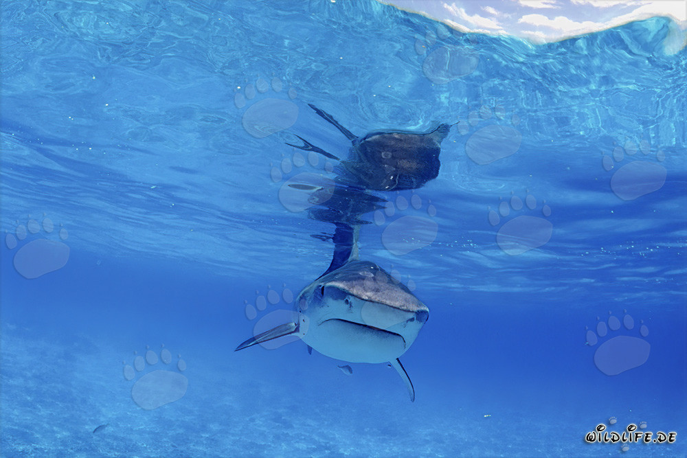 Rencontre fascinante avec un majestueux requin tigre