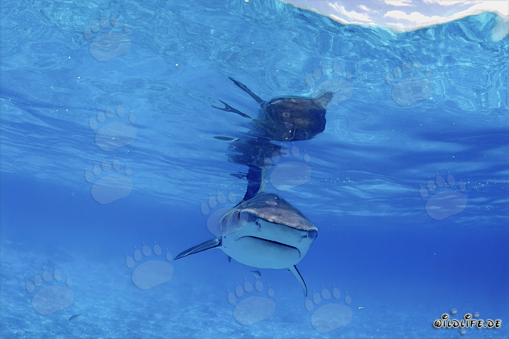 Encuentro fascinante con un majestuoso tiburón tigre