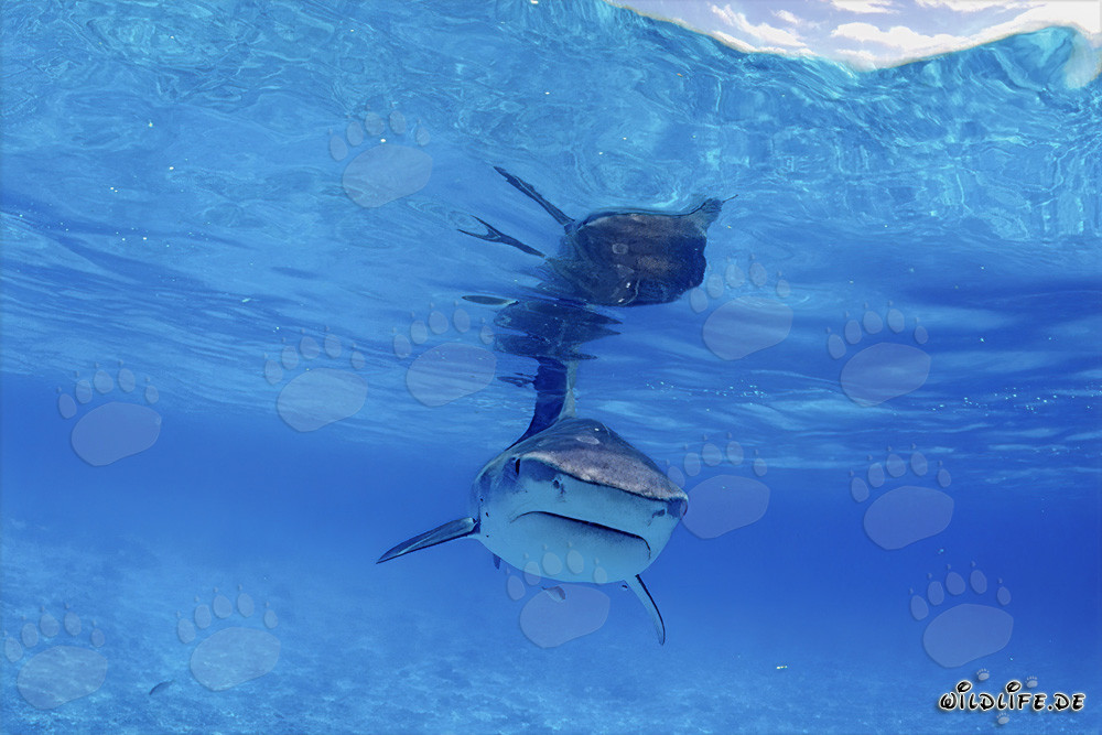 Fascinating Encounter with a Majestic Tiger Shark