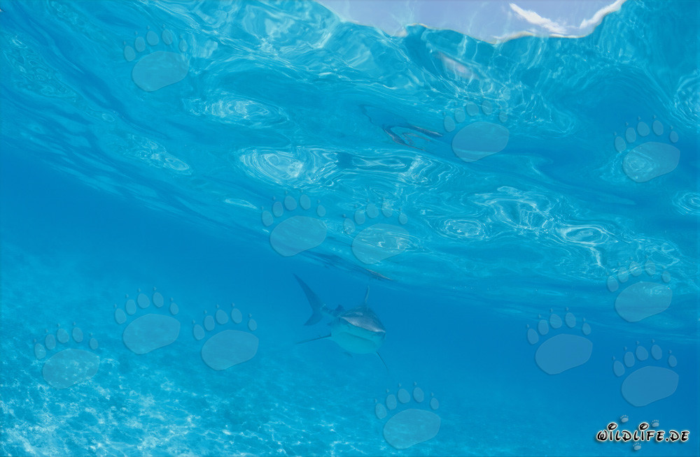 Requin-tigre fascinant nage directement vers nous