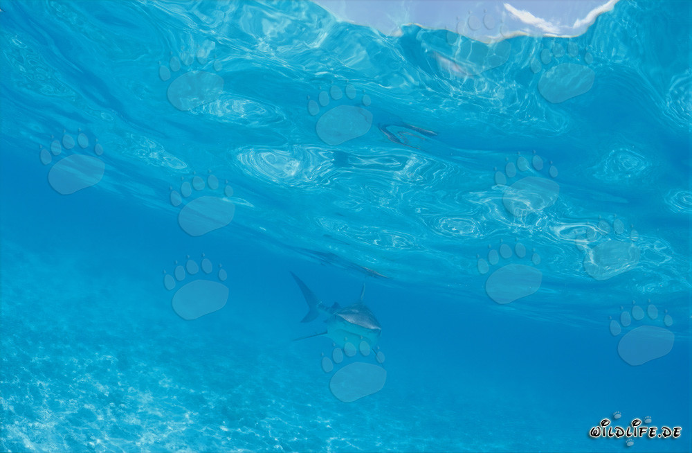 Affascinante squalo tigre nuota direttamente verso di noi
