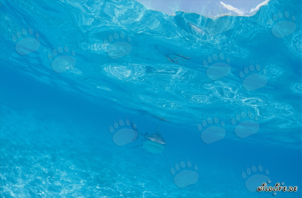 Faszinierender Tigerhai schwimmt direkt auf uns zu