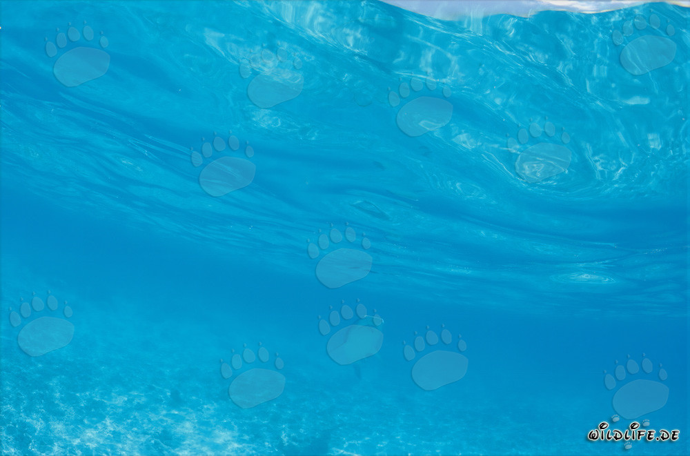 Requin tigre majestueux dans les eaux bleues profondes