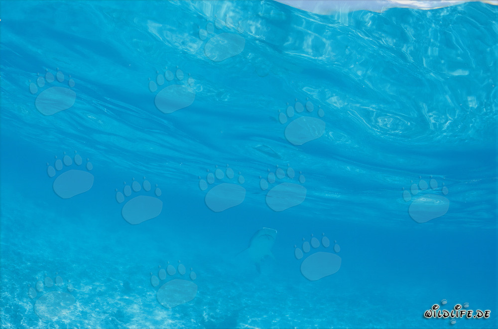 Maestoso squalo tigre nelle acque blu profonde