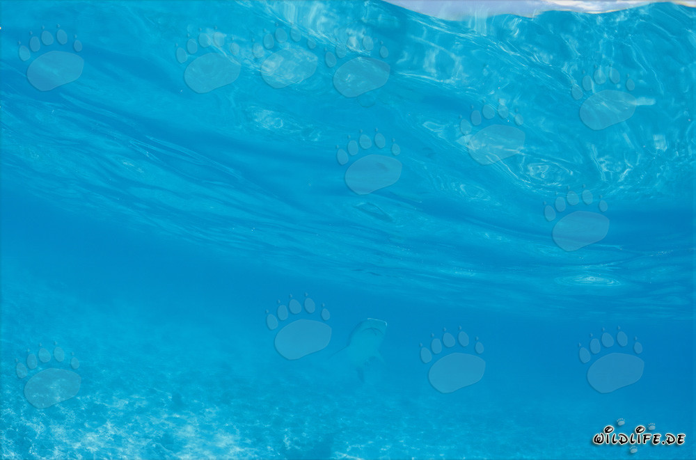 Tiburón tigre majestuoso en las aguas azules profundas