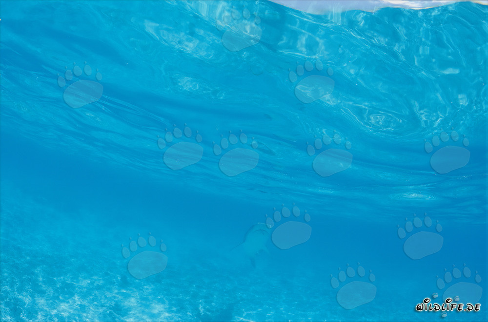 Majestic Tiger Shark in the Deep Blue Waters