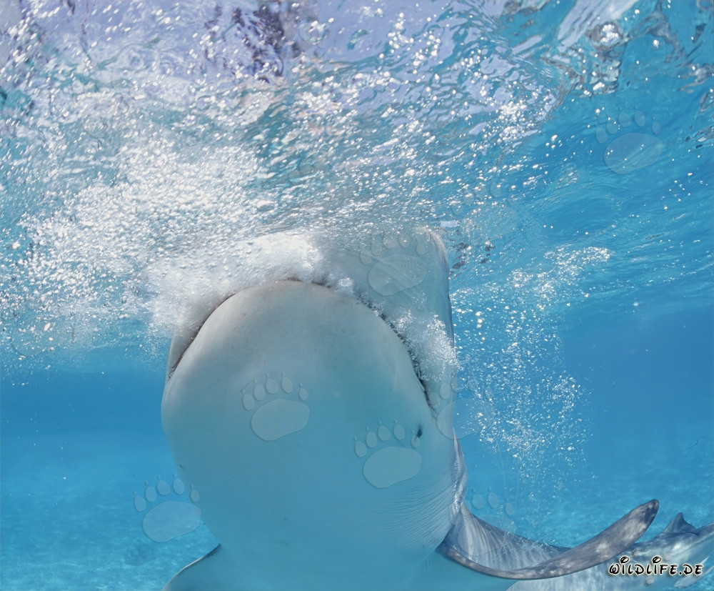 Tiger Shark - Majesty of the Seas