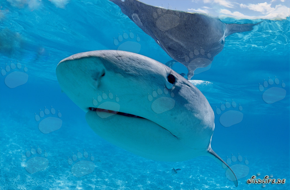 Requin tigre dans le lagon de la mer du Sud