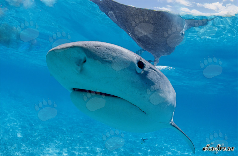 Tiger Shark in the South Sea Lagoon