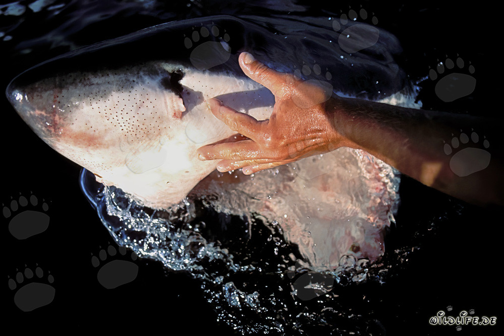 Fascinating Great White Shark with Hand at the Mouth (Carcharodon carcharias)