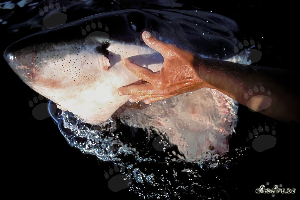 Affascinante squalo bianco con una mano sul muso (Carcharodon carcharias)