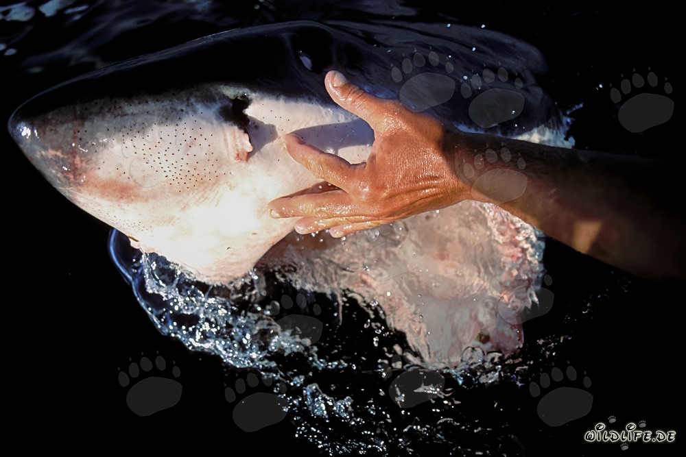 Fascinante tiburón blanco con una mano en el hocico (Carcharodon carcharias)