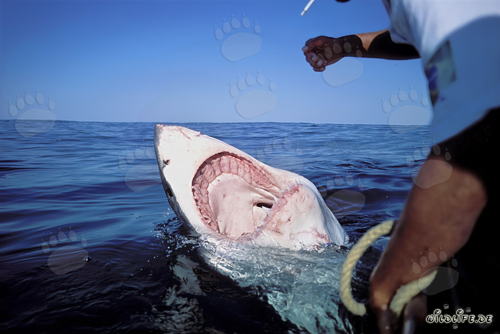 Le grand requin blanc - redoutable prédateur des mers