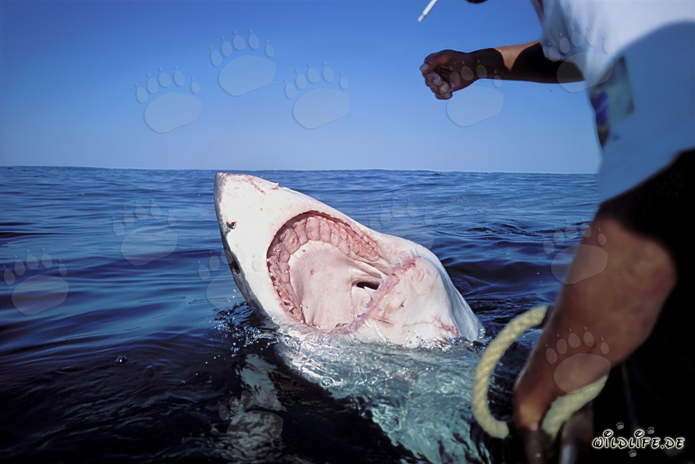 Great White Shark - Dangerous Hunter of the Seas