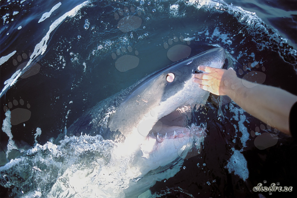 Great White Shark turning its eye backwards