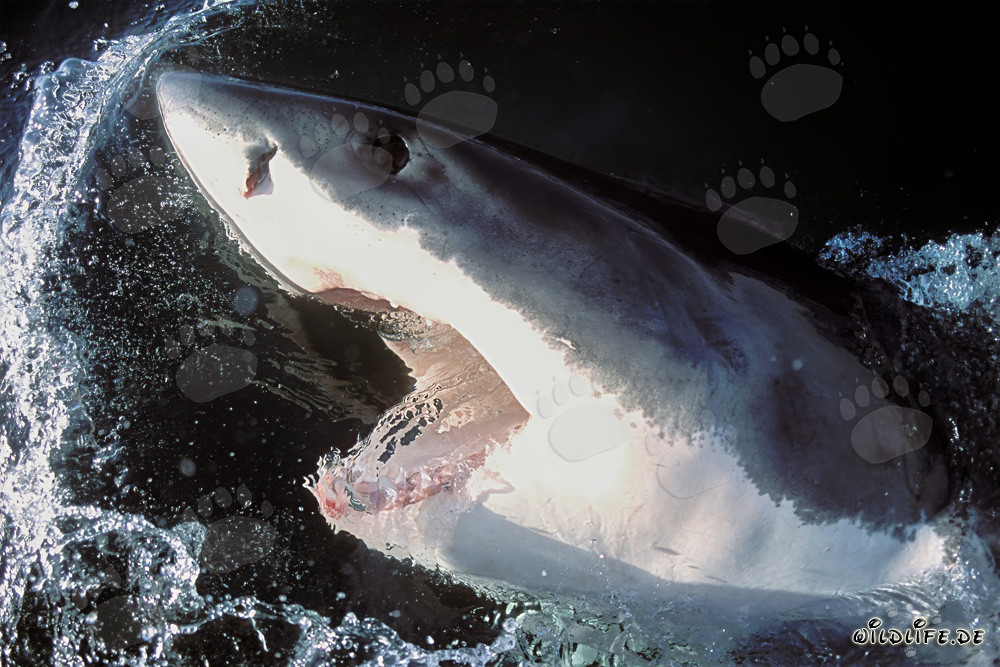 Great White Shark observing the surroundings at the water surface