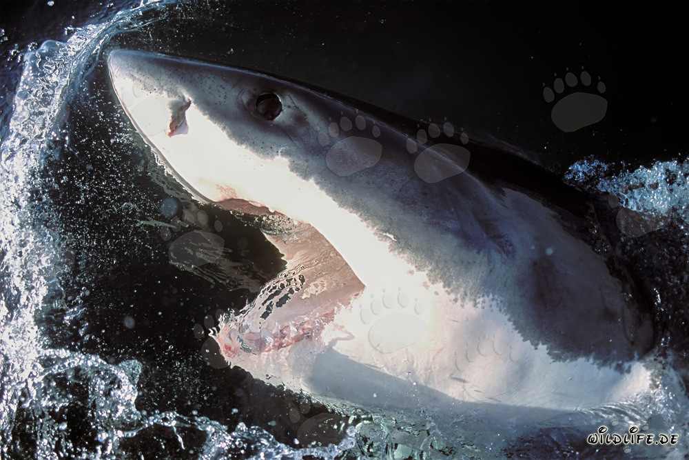 Requin blanc observant les environs à la surface de l'eau