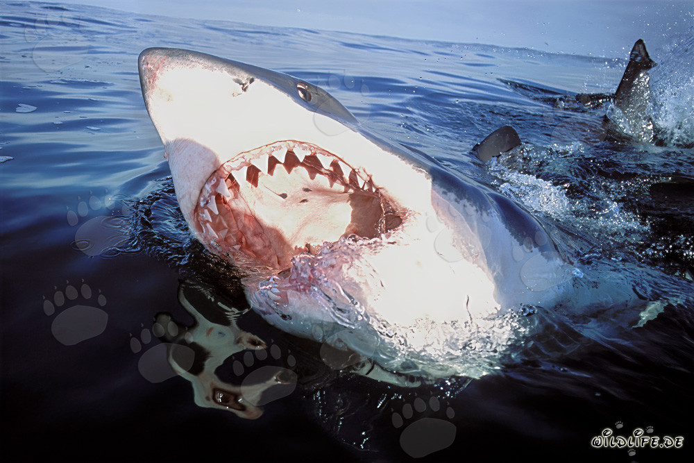 Majestic Great White Shark with Open Mouth at the Sea Surface