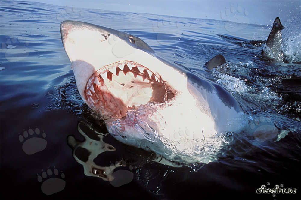 Grand requin blanc majestueux avec la gueule ouverte à la surface de la mer