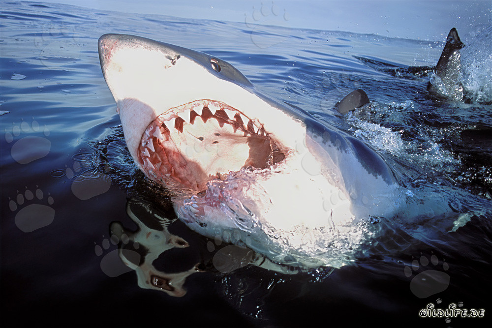 Majestuoso tiburón blanco con la boca abierta en la superficie del mar