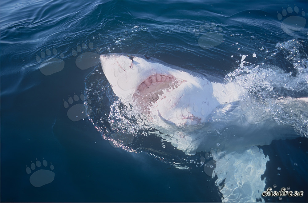 Grand requin blanc avec la gueule ouverte au large des côtes sud-africaines