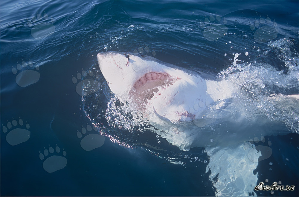 Imponente squalo bianco con la bocca aperta al largo della costa sudafricana