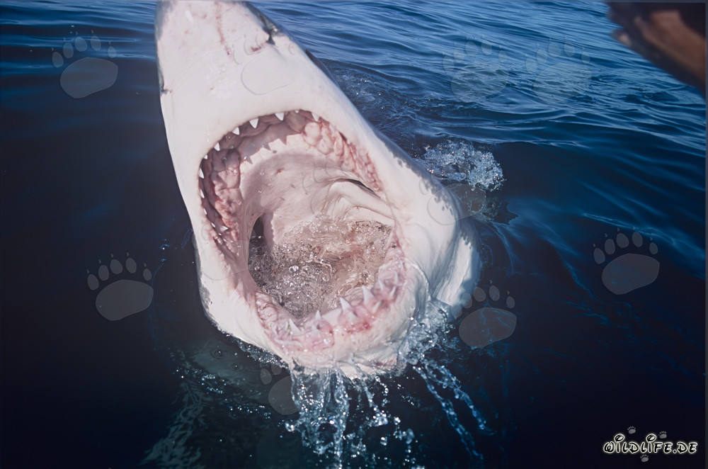 Vue dans la gueule du grand requin blanc