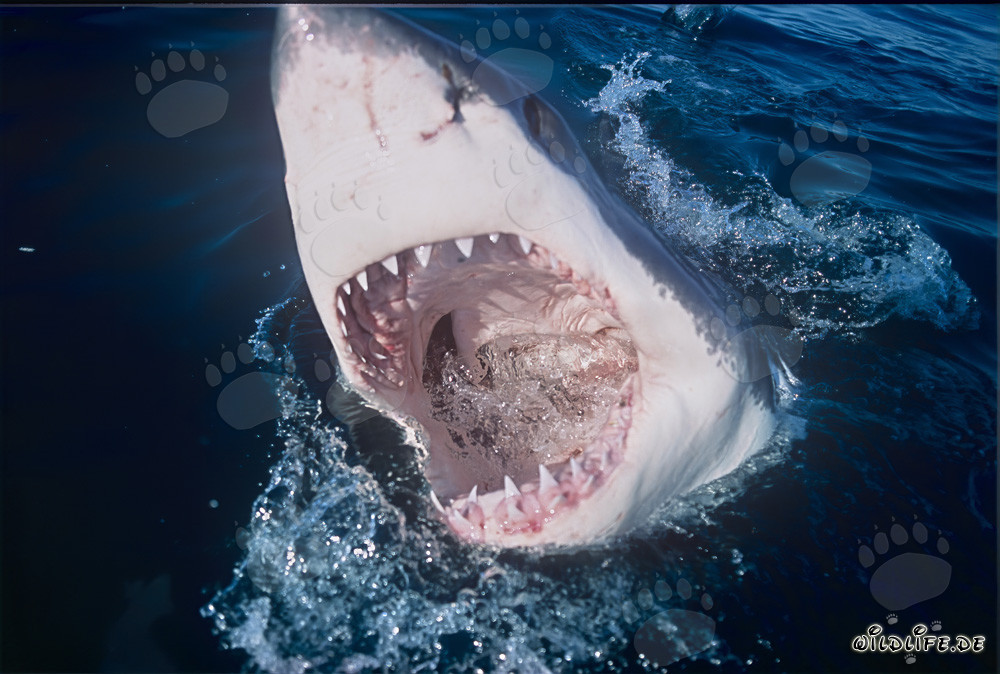Impressive Great White Shark with Open Jaws