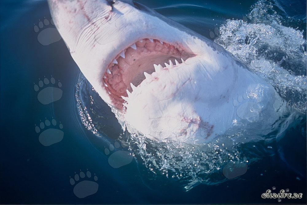 Great White Shark with Open Mouth and Impressive Jaws