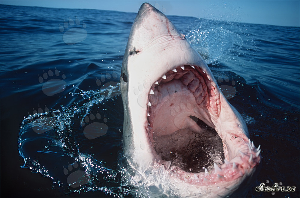 A fascinating glimpse into the mouth of the Great White Shark