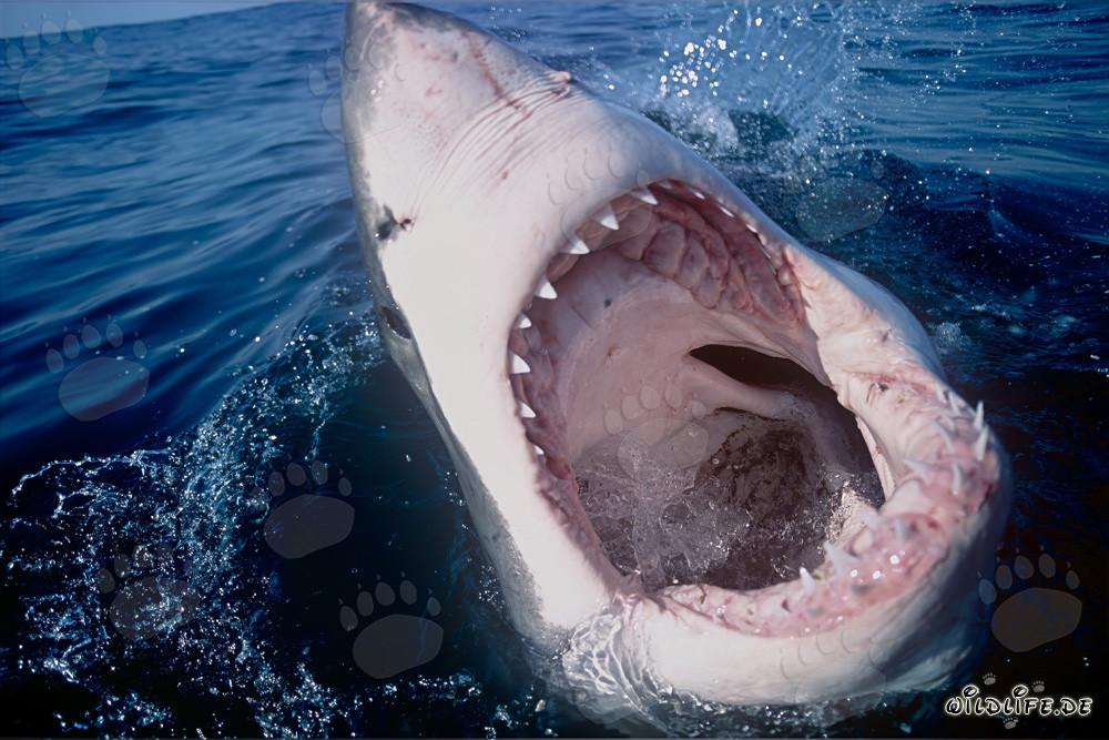 Grand requin blanc impressionnant avec la gueule ouverte au large des côtes d'Afrique du Sud