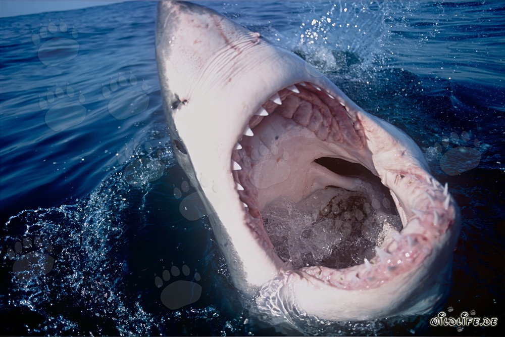 Impressive Great White Shark with Open Jaws off the Coast of South Africa