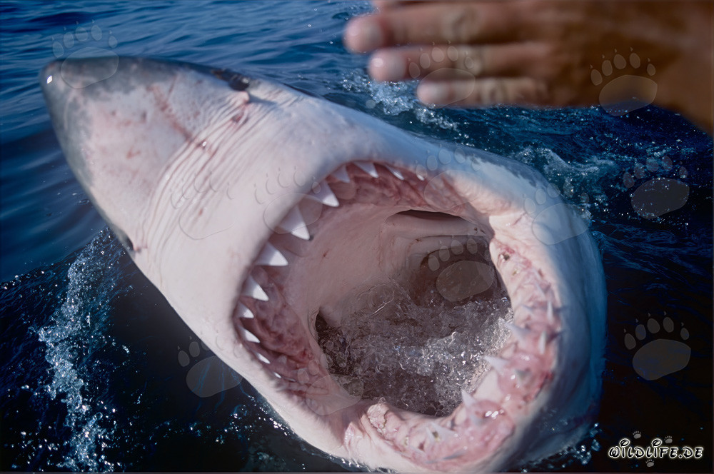 Grand Requin Blanc avec la gueule ouverte au large des côtes d'Afrique du Sud