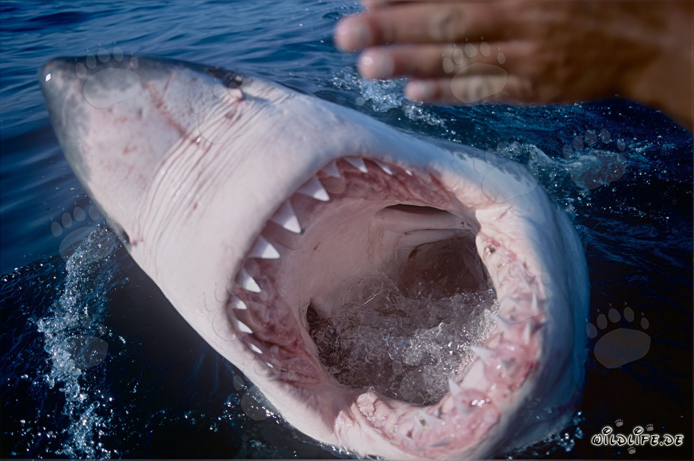 Impressive Great White Shark with open mouth off the coast of South Africa