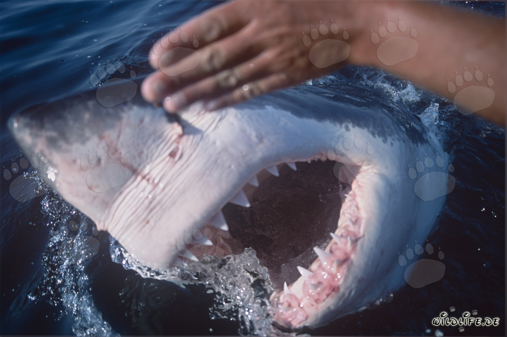 Les fascinants outils de morsure du Grand Requin Blanc