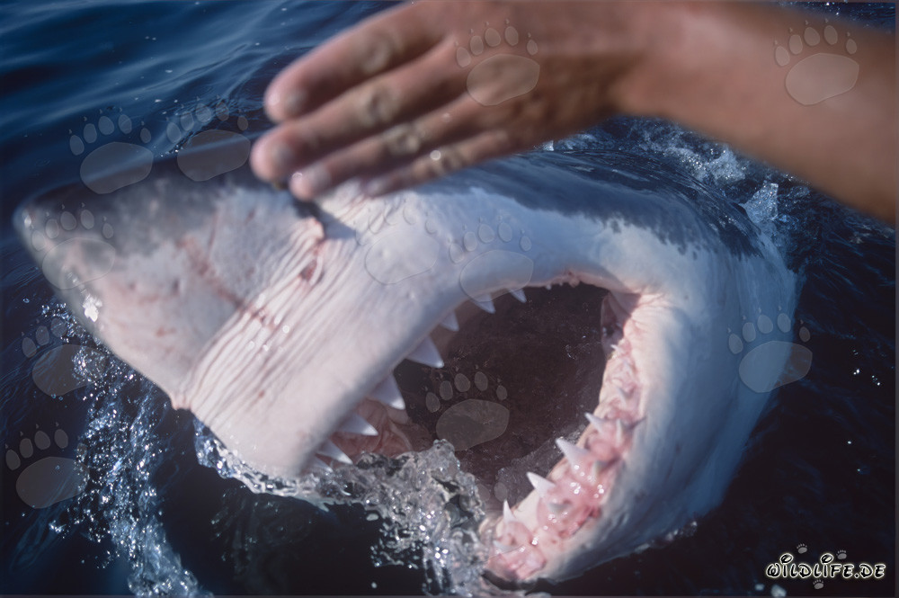 Las fascinantes herramientas de mordida del Gran Tiburón Blanco