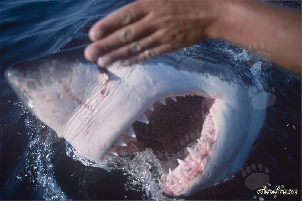 The fascinating jaws of the Great White Shark