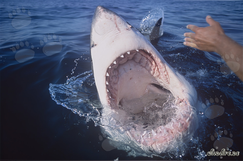 Fascinating view inside the wide open mouth of a Great White Shark