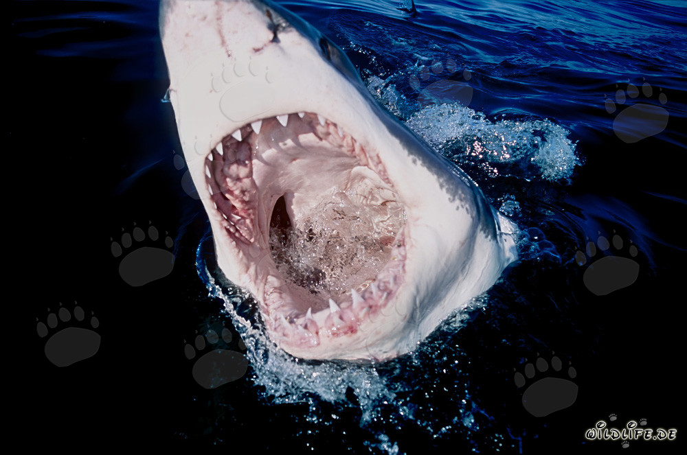 Vue fascinante dans la puissante gueule du grand requin blanc